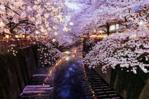 桜のお花見スポットで人気や名所【関東】東京編「六義園」
