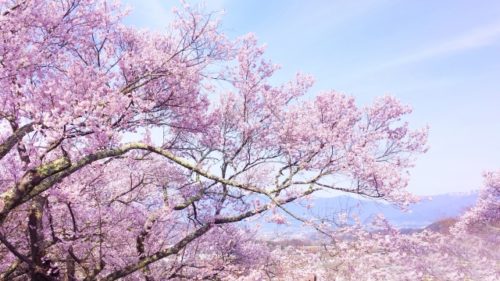 桜のお花見スポットで人気や名所【関東】東京編「中野通り」