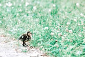 齋藤飛鳥はぐるナイに出演 毒舌キャラ ハーフで小顔の8頭身 性格は？