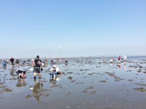 潮干狩りのコツ 天然のあさりをザックザックを採る裏技とは？