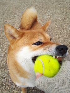 大坂なおみ 全仏オープンテニス2019女子シングルス試合日程や テレビ放送日時と対戦相手の情報は？