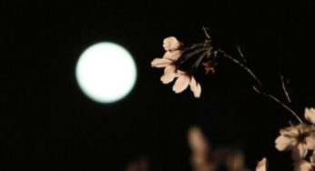 浜辺美波は世にも奇妙な物語『大根侍』に出演　本名やプロフィール 彼氏は？