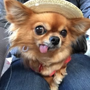 共働きでも飼いやすい犬の種類は何？ 犬のご飯としつけ 皆さんペットを飼っている方は多いでしょう 共働きとなってくるとペットは飼うことって なかなか難しいと思われがちですね ペットが飼うことが許されている マンションやアパート・一戸建てなどに お住まいの方は、ペットを飼う事が可能です てのひらワンコ 【スマホでわんこ育成】
