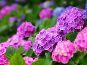 紫陽花(あじさい)の色別の花言葉 青系は「冷淡、無情、高慢、辛抱強い愛情、あなたは美しいが冷淡だ」 ピンク系は「元気な女性」 白色は「寛容」 ガクアジサイの花言葉（原種は青） 花言葉はは「謙虚」