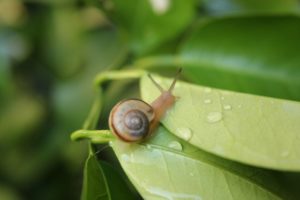 カタツムリのエサや好物の食べ物とあげてはいけない食べ物 カタツムリの飼育方法に必要な物　寿命は？ コンクリートから染み出る炭酸カルシウムも食べたりします。 アジサイの葉っぱには毒がありカタツムリは 外敵からみを守る為にアジサイの葉にいる。