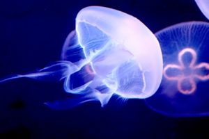 奥泉和也は加茂水族館館長で情熱大陸に出演！プロフィールや経歴