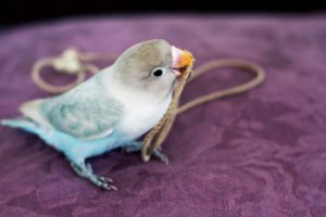 ワカケホンセイインコの大量発生の場所はどこ?特徴と原因や被害予想など