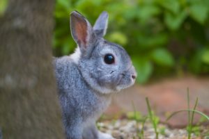 ネプチューン名倉淳がうつ病で休養・過去に発症した芸能人は？