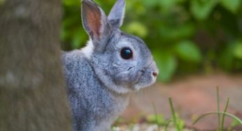ネプチューン名倉淳がうつ病で休養・過去に発症した芸能人は？