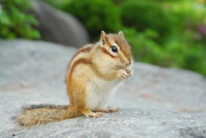阿部サダヲが接触事故!でケガ人はなし