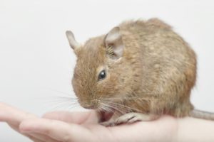ゆきりぬの彼氏は「おぎやはぎ」の矢作似！クイズ番組で赤っ恥！