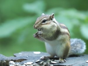 神戸学院大学の学園祭の木下優樹菜のトークショーが中止に原因は？