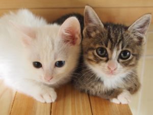 道重さゆみ30代でも「劣化という言葉は私にはない」画像と動画あり