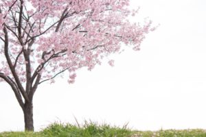 ドラゴン桜とは？長澤まさみが教師で15年ぶり続編決定！お宝映像あり