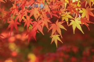 【速報】秋ドラマ視聴率2019年ランキング一覧【10月〜12月期】