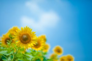 「広瀬すず」ルイヴィトンのアンバサダーに就任がやばい！コメントは