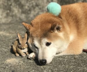 安達祐実が安達祐実役(本人役)で新ドラマに！シソンヌじろうも出演