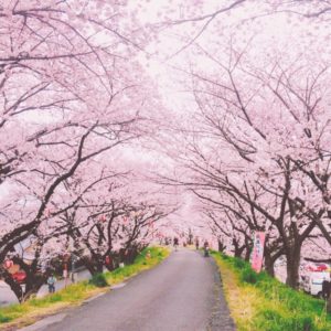 安倍昭恵夫人 花見写真あり！コロナ自粛ムードの中 桜を見る会開催